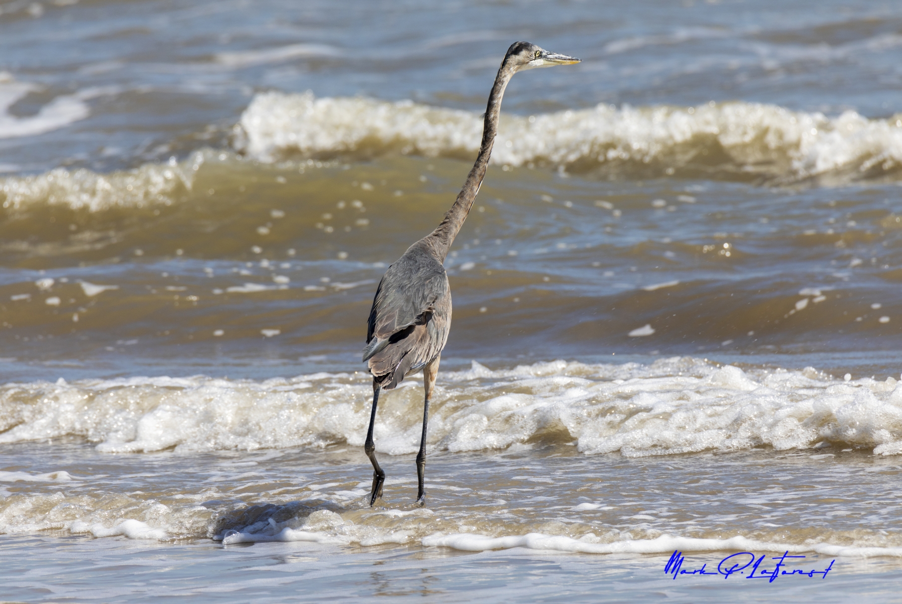 /gallery/north_america/USA/Texas/port aransas/Grey Heron Port Aransas Oct 2020-018_med.jpg